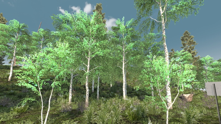 Birch Trees