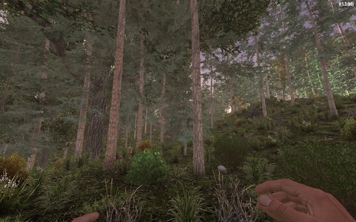 Conifer Forest